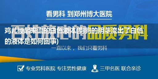 鸡儿硬起来流的白色液体(狗狗的阴茎流出了白色的液体是如何回事)